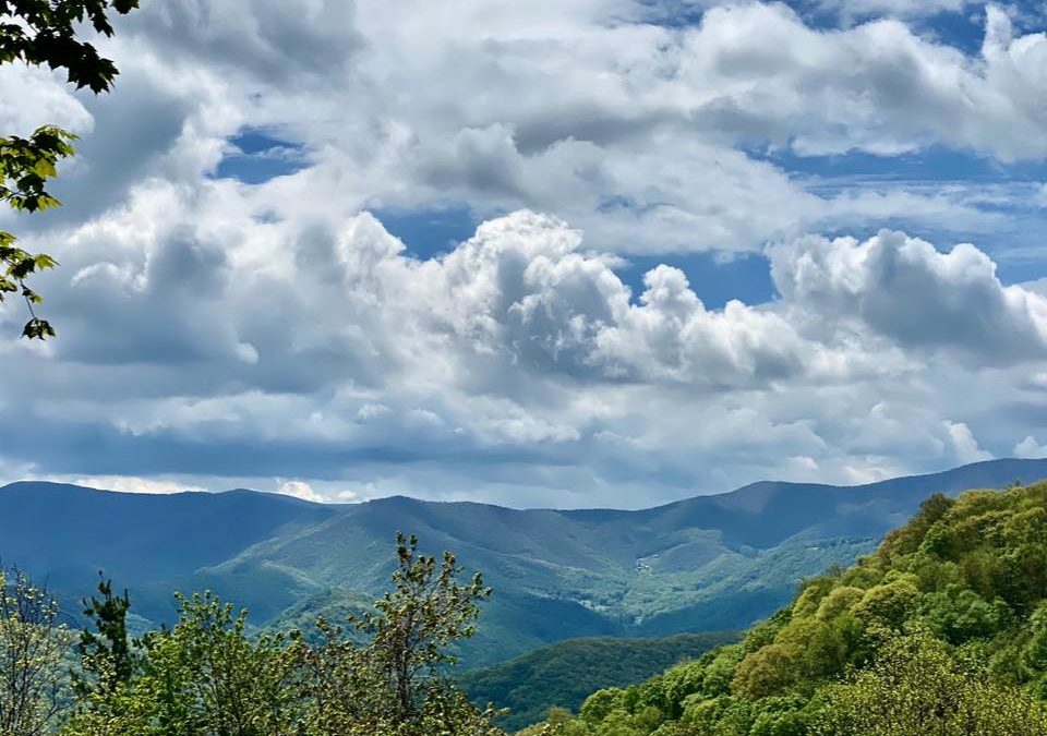 Roan Mountain State Park